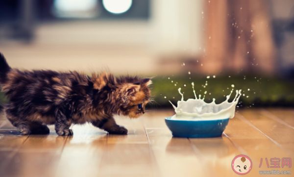 新手铲屎官要了解的猫咪食物清单 猫咪完全不能吃的东西有哪些