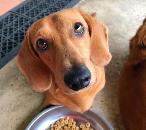 玉米面狗粮适中型犬,肠胃敏感犬。