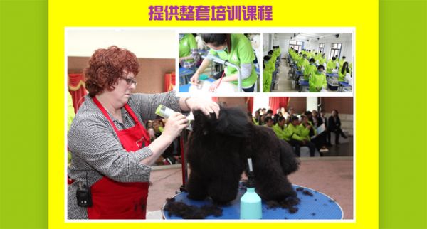 圣宠“5免5送8优势”活动开启倒计时送优惠！