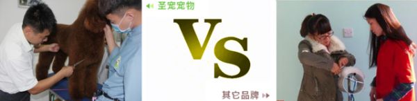 圣宠“5免5送8优势”活动开启倒计时送优惠！
