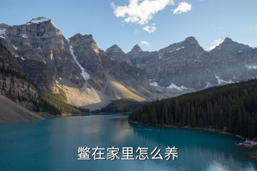 鳖在家里怎么养