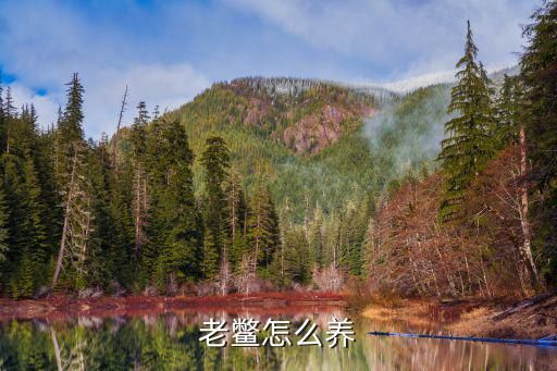 老鳖怎么养