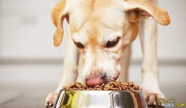 为了狗狗健康要改善饮食？这件事要按部就班，能给狗狗带来好处