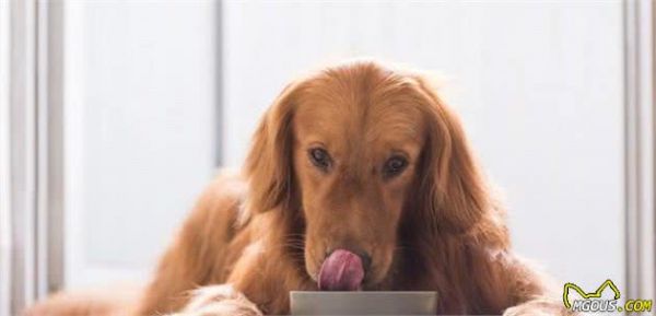 为了狗狗健康要改善饮食？这件事要按部就班，能给狗狗带来好处
