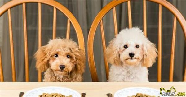 为了狗狗健康要改善饮食？这件事要按部就班，能给狗狗带来好处