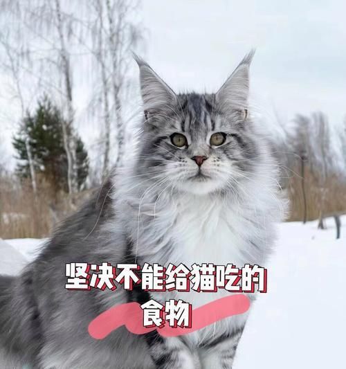 缅因猫呕吐后应吃什么？