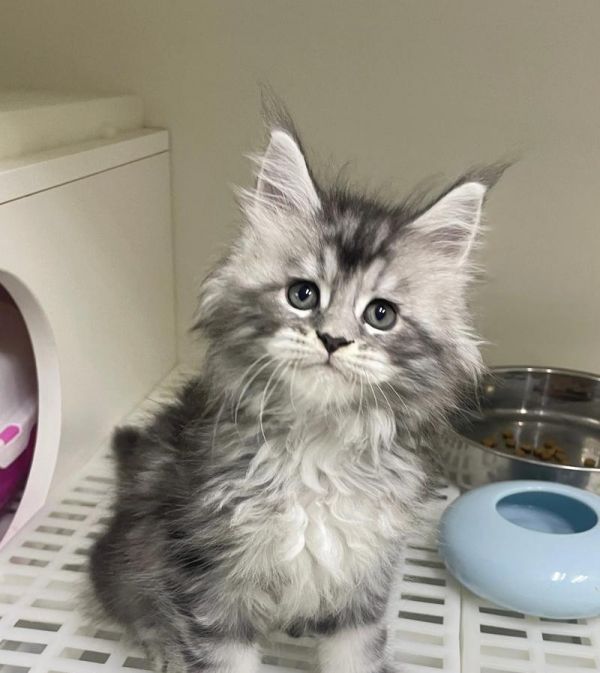 缅因猫呕吐后应吃什么？
