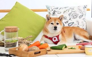 宠物不适，饮食调整是关键！