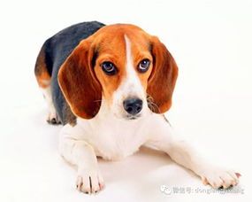宠物不适，饮食需谨慎调整