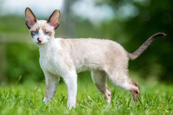 康沃尔卷毛猫：独特魅力的卷毛明星