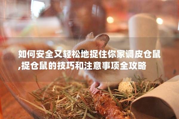 如何安全又轻松地捉住你家调皮仓鼠,捉仓鼠的技巧和注意事项全攻略