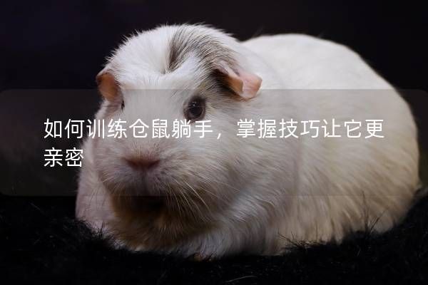 如何训练仓鼠躺手，掌握技巧让它更亲密