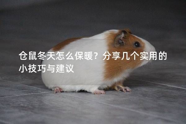 仓鼠冬天怎么保暖？分享几个实用的小技巧与建议