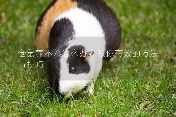 仓鼠养不熟怎么办？教你有效的方法与技巧