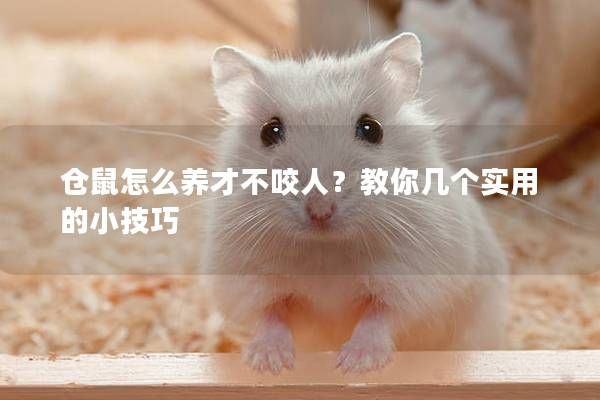 仓鼠怎么养才不咬人？教你几个实用的小技巧