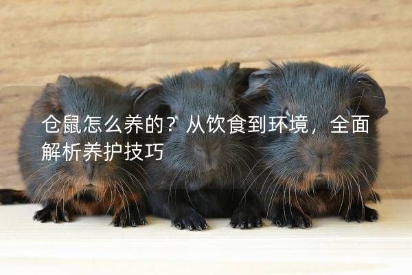 仓鼠怎么养的？从饮食到环境，全面解析养护技巧