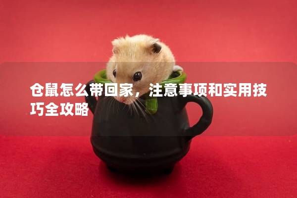 仓鼠怎么带回家，注意事项和实用技巧全攻略