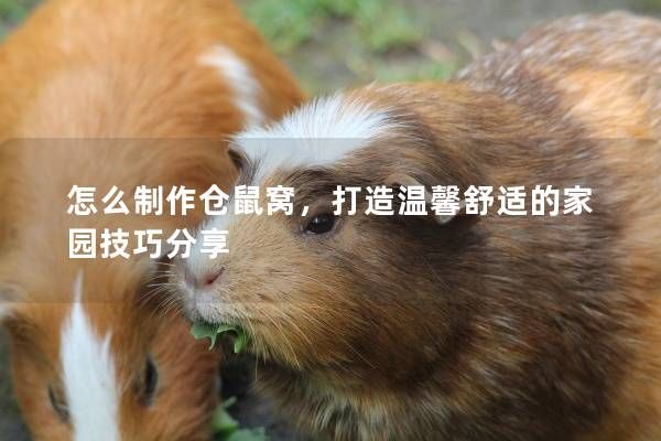 怎么制作仓鼠窝，打造温馨舒适的家园技巧分享