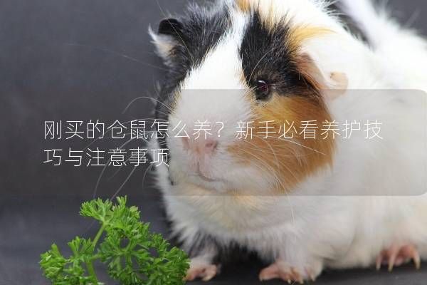 刚买的仓鼠怎么养？新手必看养护技巧与注意事项