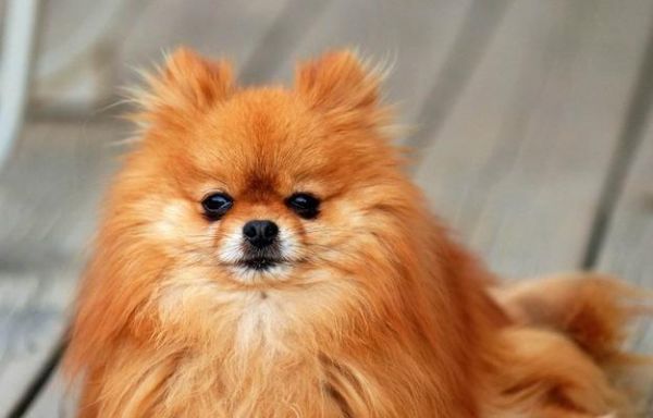 中小型犬的饲养全指南（如何照顾好你的宠物犬）