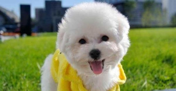 中小型犬的饲养全指南（如何照顾好你的宠物犬）