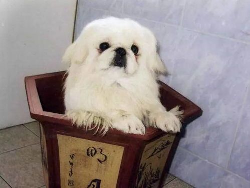 宠物狗价格排行榜:最受欢迎品种及定价一览
