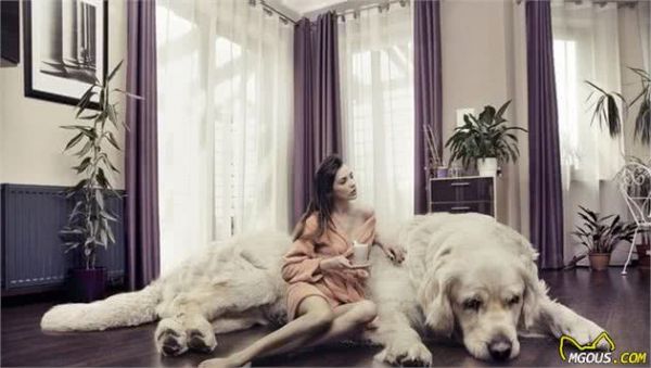 5种常见狗狗最新的标准价格，你买贵了吗？网友：贵了！