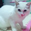 店主头像