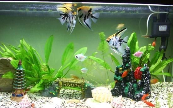 水流设计对底砂的影响（水族箱水流的设计对底砂有着多方面的影响） 龙鱼疾病与治疗 第1张