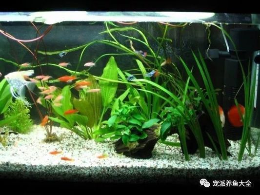 水流设计对底砂的影响（水族箱水流的设计对底砂有着多方面的影响） 龙鱼疾病与治疗 第2张