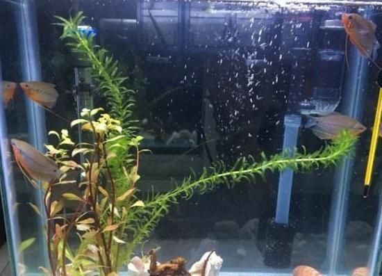 水流设计对底砂的影响（水族箱水流的设计对底砂有着多方面的影响） 龙鱼疾病与治疗 第3张