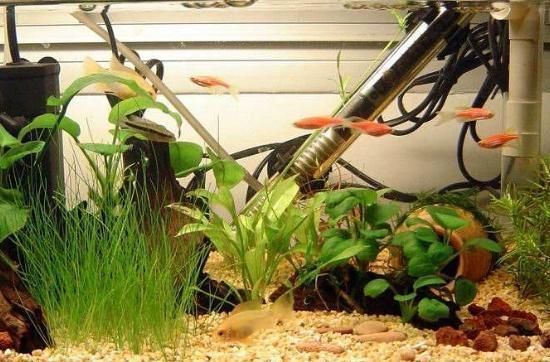 水流设计对底砂的影响（水族箱水流的设计对底砂有着多方面的影响） 龙鱼疾病与治疗 第4张