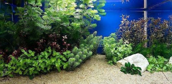 水流设计对底砂的影响（水族箱水流的设计对底砂有着多方面的影响） 龙鱼疾病与治疗 第5张