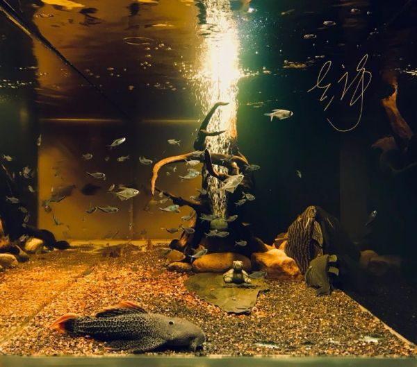 鱼缸维护 水族箱设计 鱼缸造景 良好信誉，性价比高