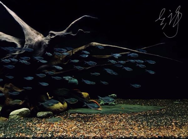 鱼缸维护 水族箱设计 鱼缸造景 良好信誉，性价比高