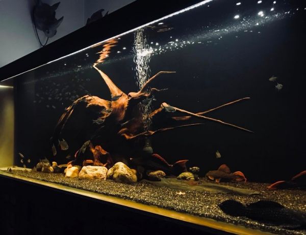 鱼缸维护 水族箱设计 鱼缸造景 良好信誉，性价比高
