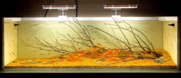 鱼缸维护 水族箱设计 鱼缸造景 良好信誉，性价比高