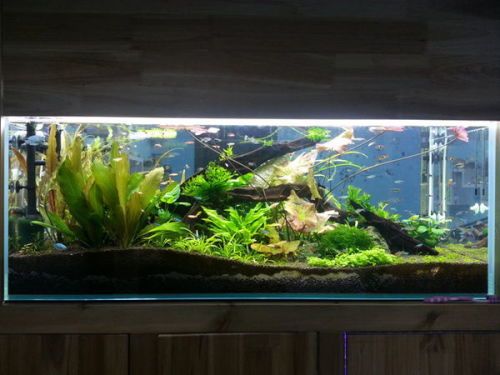 “宠物版循环水族箱设计，养鱼新潮流！”