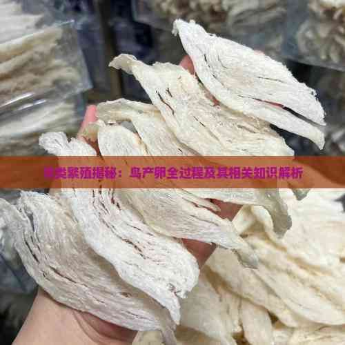 鸟类繁殖揭秘：鸟产卵全过程及其相关知识解析