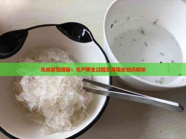 鸟类繁殖揭秘：鸟产卵全过程及其相关知识解析