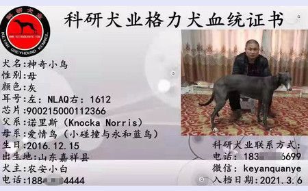 神奇小鸟 900215000112366，NLAQ1612