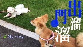 “喵喵喵,汪汪汪,鸟语宠物声声入耳。”