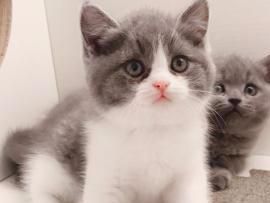 猫咪行业：宠物用品+猫咪健康，猫咪市场前景如何？