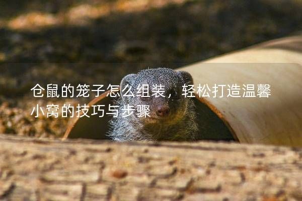 仓鼠的笼子怎么组装，轻松打造温馨小窝的技巧与步骤