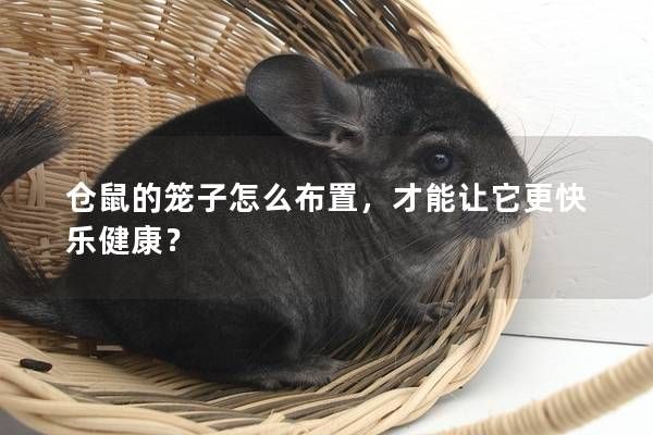 仓鼠的笼子怎么布置，才能让它更快乐健康？