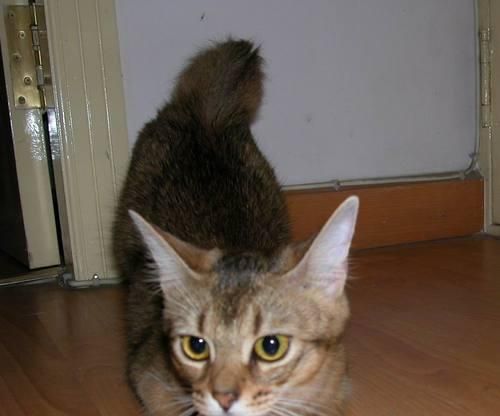 如何训练你的猫咪（掌握关键技巧，培养良好行为习惯）