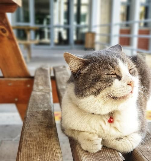如何训练你的猫咪（掌握关键技巧，培养良好行为习惯）