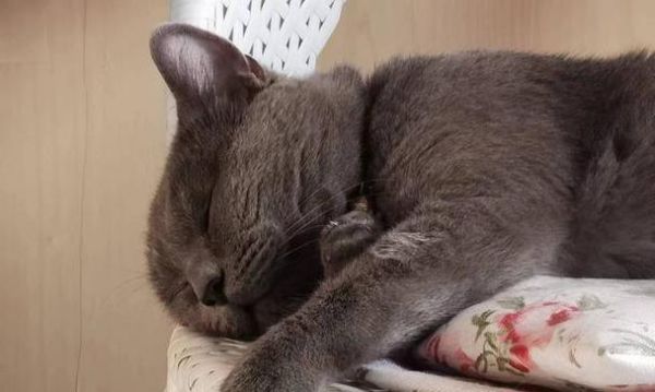 从小开始养成好习惯，如何训练猫咪（养成良好的行为习惯）