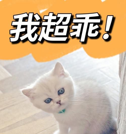 从小开始养成好习惯，如何训练猫咪（养成良好的行为习惯）