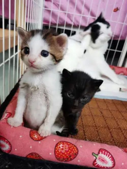 小猫宠物店成长记:宠物店里的喵星人成长日记